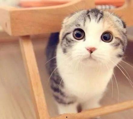 娛樂吃瓜君折耳貓視頻,萌態(tài)百出，笑料連連