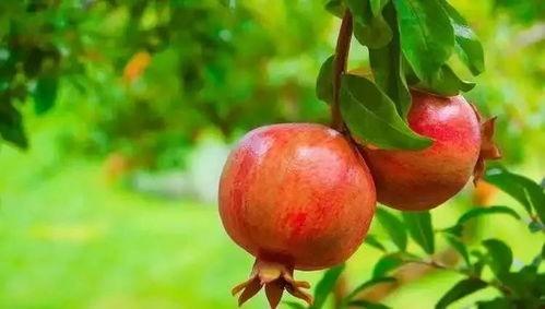 娛樂吃瓜醬買石榴,石榴盛宴，甜蜜來襲！