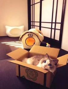 娛樂吃瓜醬改造貓窩,萌寵新居，趣味升級！