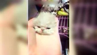 呆妹娛樂吃瓜視頻大全免費(fèi)觀看,免費(fèi)暢享吃瓜盛宴，笑料橫生視頻大全