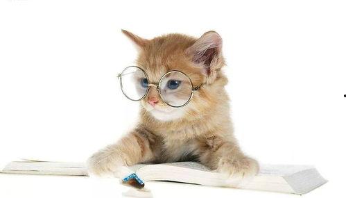 娛樂(lè)吃瓜醬貓尾巴,揭秘娛樂(lè)圈那些不為人知的幕后故事