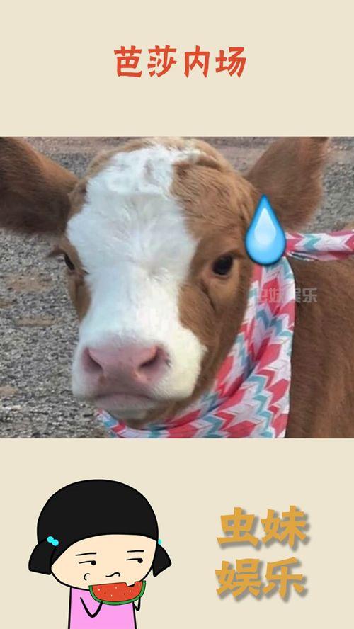 抖音吃瓜娛樂(lè)號(hào)怎么弄的,輕松打造熱門(mén)話題的秘訣