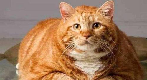 娛樂(lè)吃瓜醬橘貓,娛樂(lè)界的“喵星人”