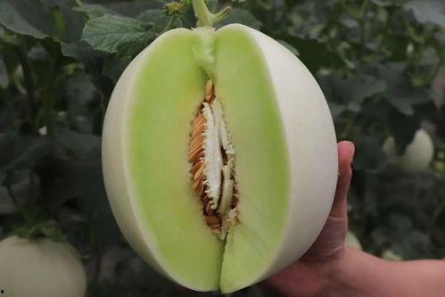 娛樂吃瓜菌人人有苦衷,人人有苦衷，吃瓜菌帶你探秘幕后真相