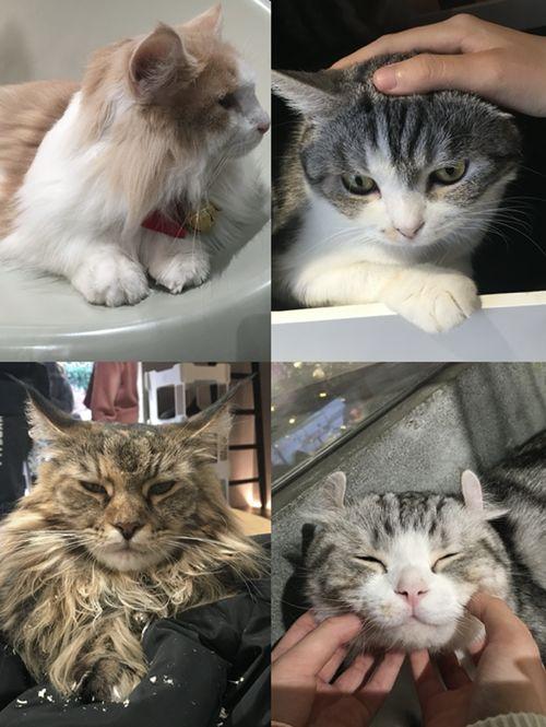 娛樂吃瓜醬貓咖,貓咪與娛樂的完美融合