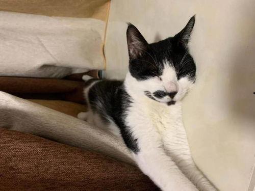 娛樂吃瓜醬男朋友不如貓,揭秘娛樂圈中的“喵星人”魅力