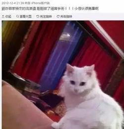 娛樂吃瓜醬男朋友不如貓,揭秘娛樂圈中的“喵星人”魅力