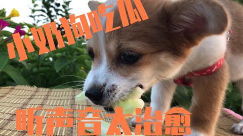 娛樂吃瓜醬送小狗視頻下載,萌寵來襲，溫馨瞬間盡收眼底