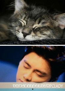 娛樂圈吃瓜貓是誰,揭秘娛樂圈幕后真相的神秘人物