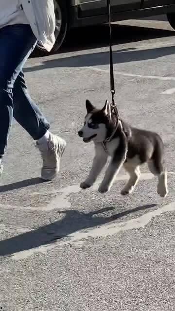 傻狗的日常娛樂吃瓜君,吃瓜君帶你領(lǐng)略娛樂圈的歡樂瞬間