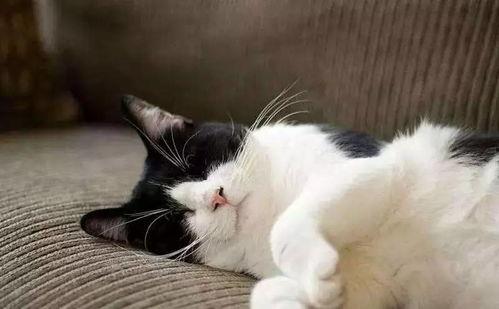 吃瓜娛樂(lè)醬社恐貓,揭秘社交恐懼的萌寵——社恐貓的日常生活