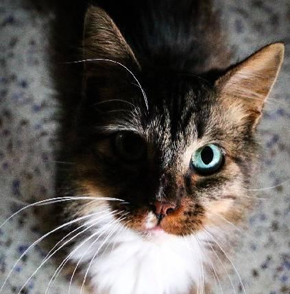 吃瓜娛樂(lè)醬社恐貓,揭秘社交恐懼的萌寵——社恐貓的日常生活