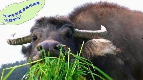 娛樂(lè)吃瓜醬牛,揭秘娛樂(lè)圈那些不為人知的幕后故事