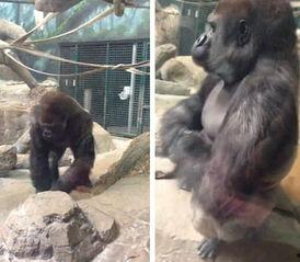 娛樂(lè)吃瓜醬動(dòng)物園大猩猩,動(dòng)物園大猩猩的趣味日常