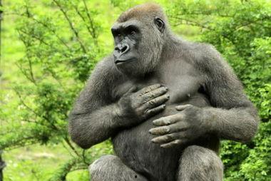 娛樂(lè)吃瓜醬動(dòng)物園大猩猩,動(dòng)物園大猩猩的趣味日常