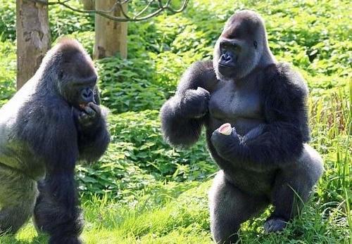娛樂(lè)吃瓜醬動(dòng)物園大猩猩,動(dòng)物園大猩猩的趣味日常