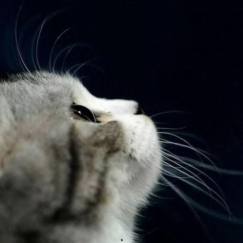 娛樂吃瓜貓捉鳥是真的嗎,娛樂吃瓜貓捉鳥事件，真相究竟如何？