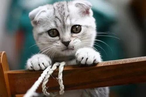 娛樂吃瓜君和折耳貓后續(xù),一場跨界奇遇記