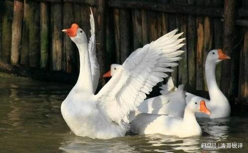 八鵝吃瓜菌娛樂圈,娛樂圈風云錄