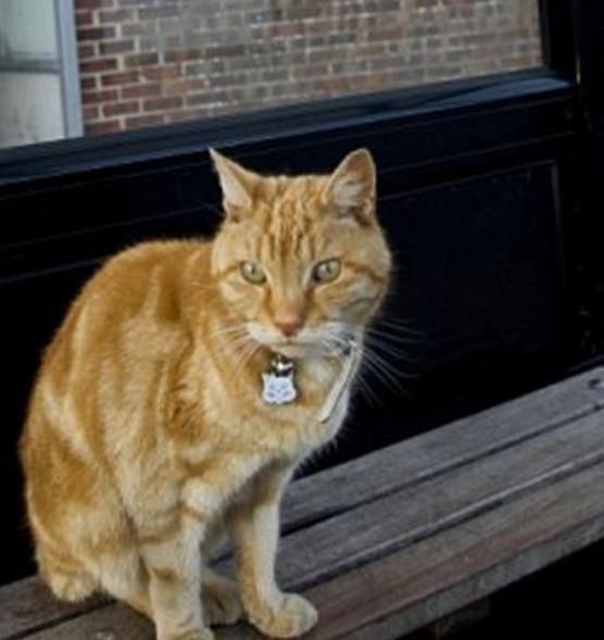 娛樂吃瓜醬小貓坐公交車,萌寵坐公交，趣味橫生一幕