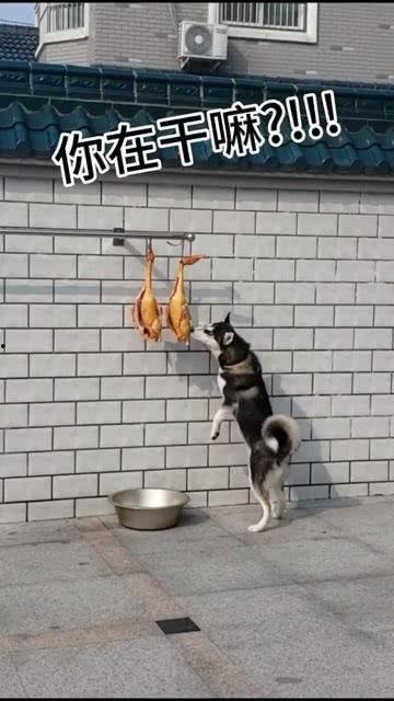 娛樂吃瓜醬送小狗視頻下載,萌寵來襲，溫馨瞬間盡收眼底