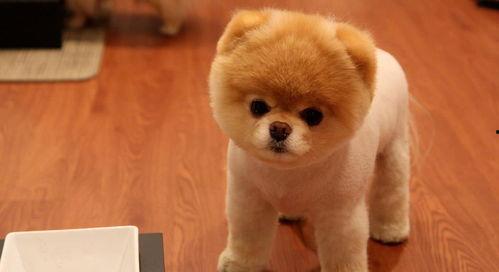 娛樂(lè)吃瓜醬精神撫慰犬,陪你度過(guò)歡樂(lè)時(shí)光的治愈伙伴