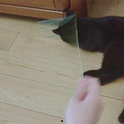 娛樂(lè)吃瓜醬貓咪視頻,萌態(tài)十足，網(wǎng)友直呼“太可愛(ài)了！”