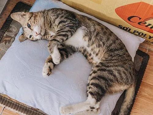 娛樂(lè)吃瓜醬貓咪視頻,萌態(tài)十足，網(wǎng)友直呼“太可愛(ài)了！”