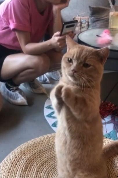 娛樂(lè)吃瓜醬貓咪視頻,萌態(tài)十足，網(wǎng)友直呼“太可愛(ài)了！”