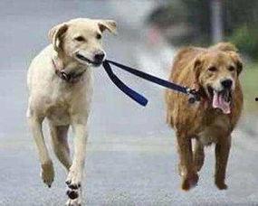 娛樂(lè)吃瓜醬遛狗小說(shuō)下載,小說(shuō)世界里的歡樂(lè)與溫情