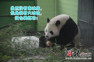 娛樂(lè)吃瓜大熊貓視頻,一場(chǎng)娛樂(lè)吃瓜盛宴