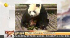 娛樂(lè)吃瓜大熊貓視頻,一場(chǎng)娛樂(lè)吃瓜盛宴